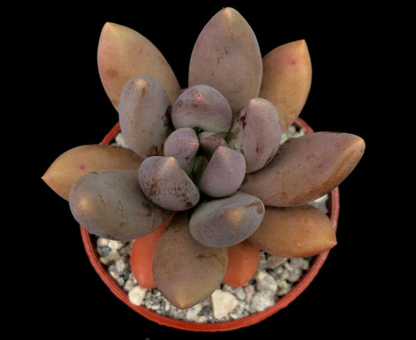 x Sedeveria 'Blue Mist'