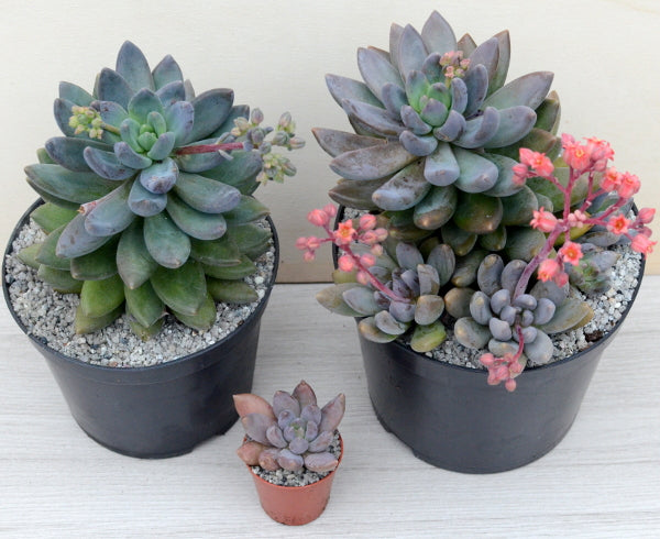 x Sedeveria 'Blue Mist'