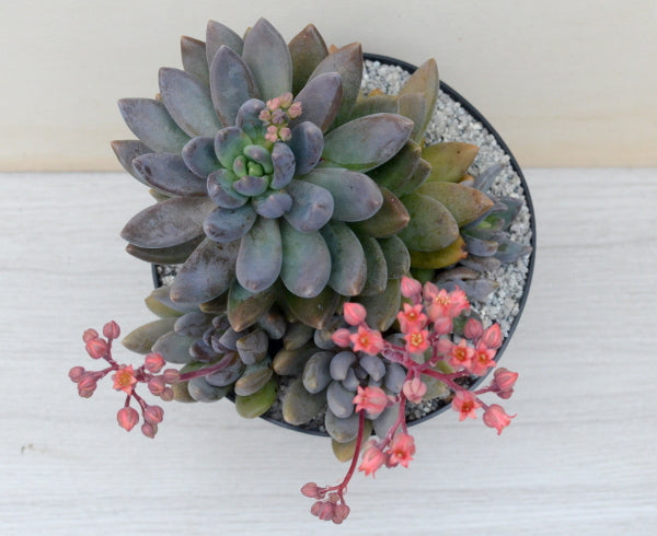 x Sedeveria 'Blue Mist'