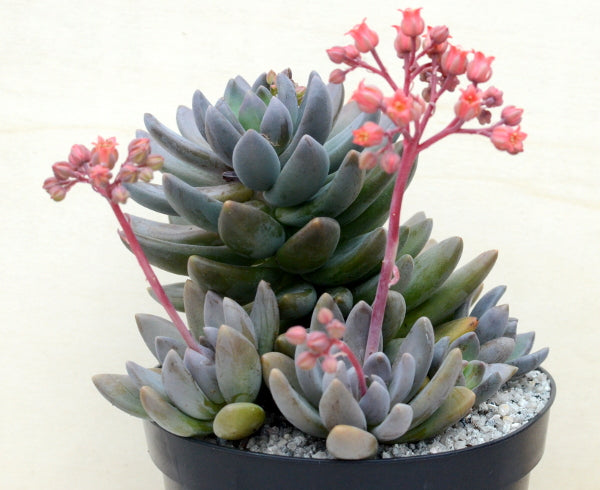 x Sedeveria 'Blue Mist'