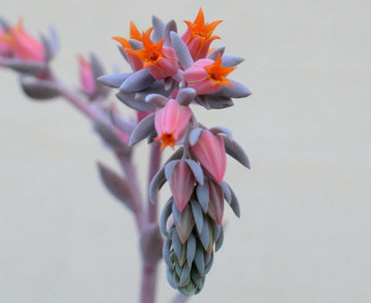 Echeveria 'Blue Star'