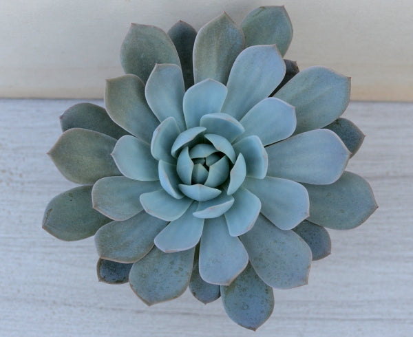 blue star succulent Echeveria 'Blue Star' – Surreal Succulents