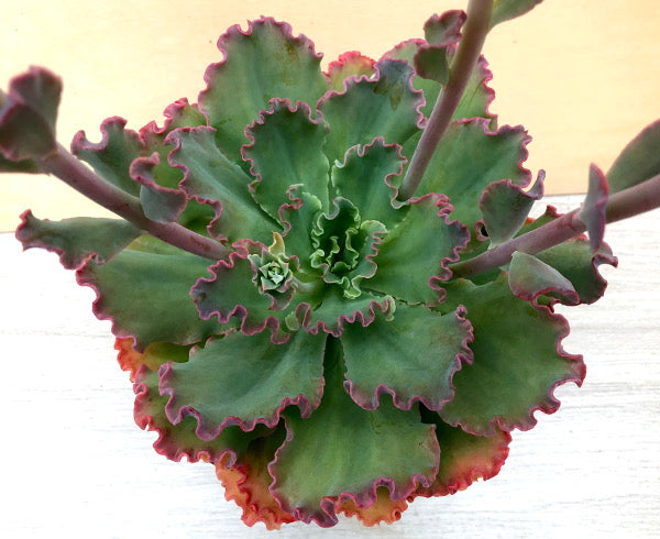 Echeveria 'Blue Waves'