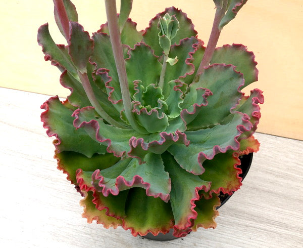 blue wave succulent Echeveria 'Blue Waves' – Surreal Succulents