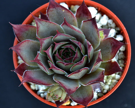 Sempervivum 'Blue Boy'