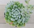 Echeveria 'Bombycina'