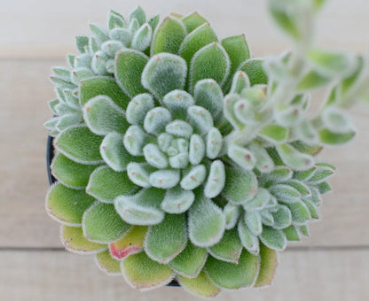 Echeveria 'Bombycina'