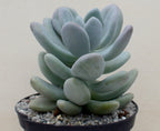 Pachyphytum bracteosum