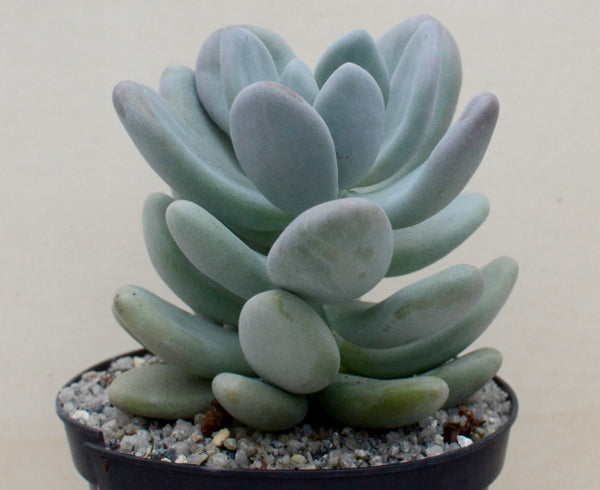 Pachyphytum bracteosum