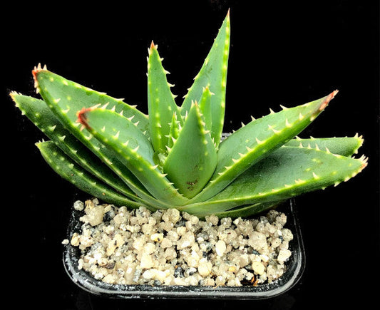 Aloe perfoliata