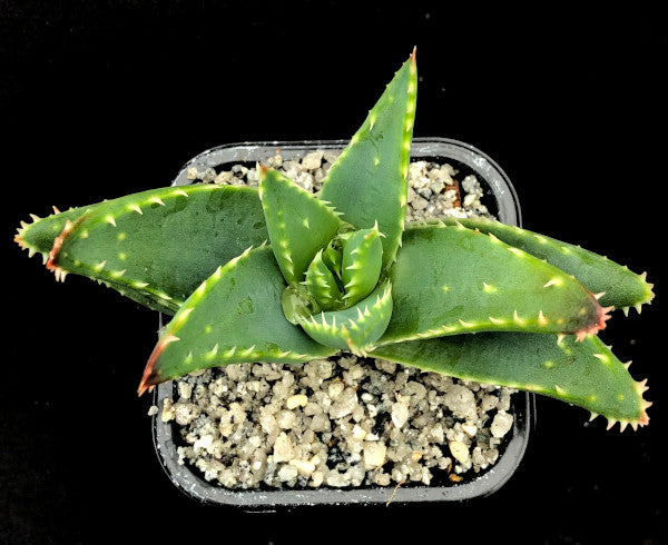 Aloe perfoliata