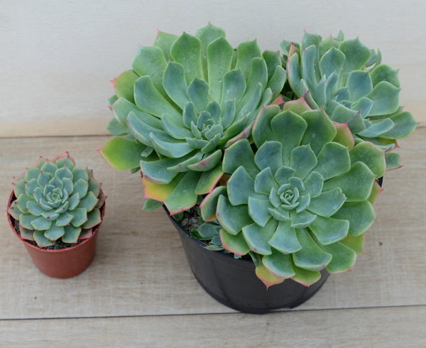 Echeveria brevifolia