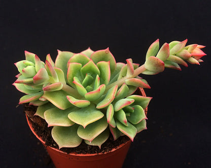 Echeveria 'Brian Smith'