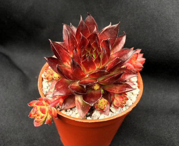 Sempervivum 'Bronco'