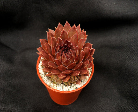 Sempervivum 'Bronze Pastel'