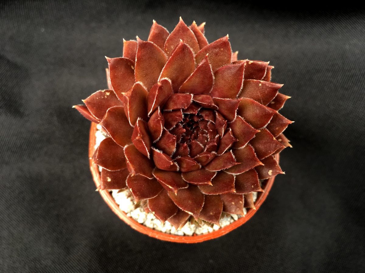 Sempervivum 'Bronze Pastel'