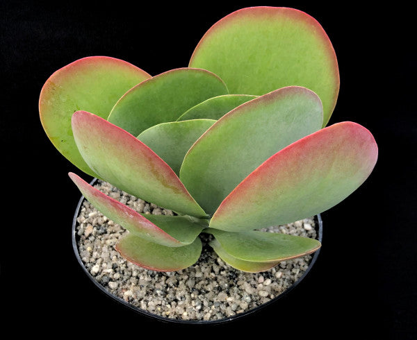 Kalanchoe thyrsiflora 'Bronze Sculpture'