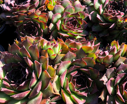 Sempervivum 'Brown Owl'