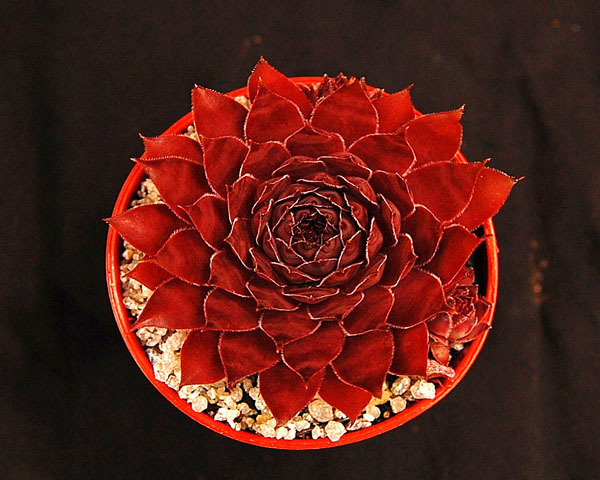 Sempervivum 'Burnt Embers'