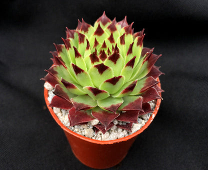 Sempervivum calcareum