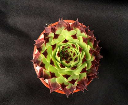 Sempervivum calcareum