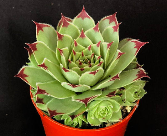 Sempervivum calcareum 'Extra'