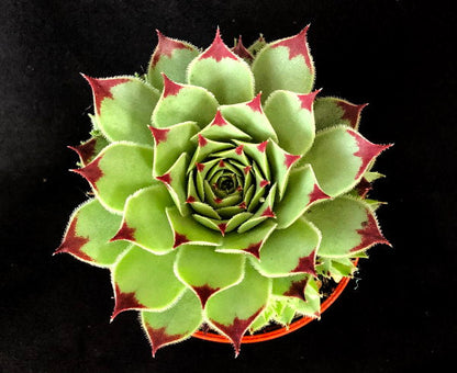 Sempervivum calcareum 'Extra'