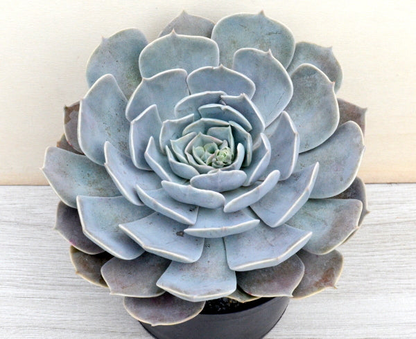 Echeveria 'Canada'