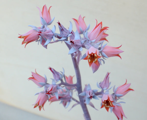 Echeveria cante