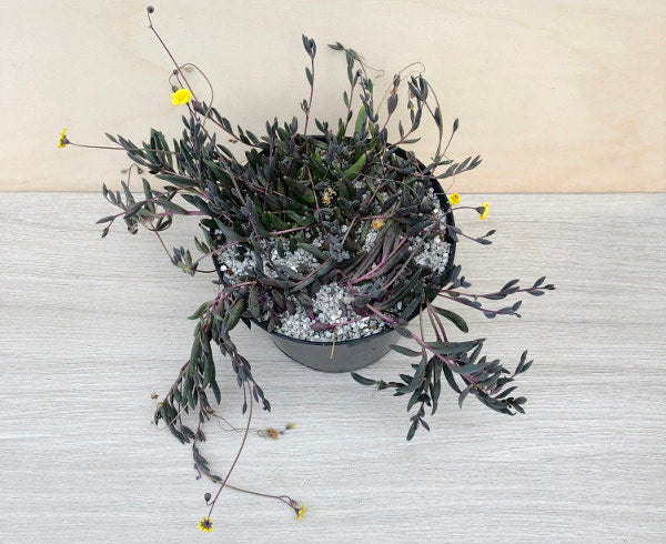 Othonna capensis | Ruby Necklace