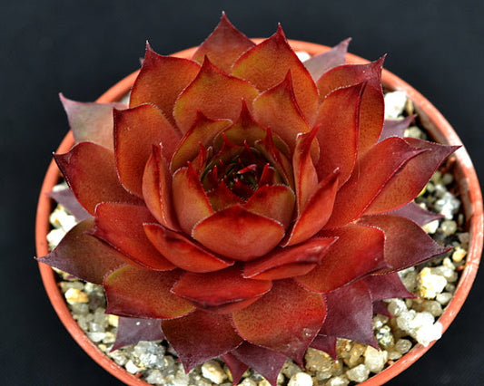 Sempervivum 'Caramel Cluster'