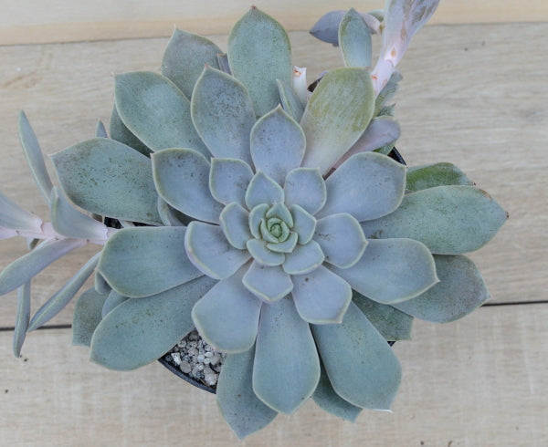 Echeveria carnicolor f. etricina