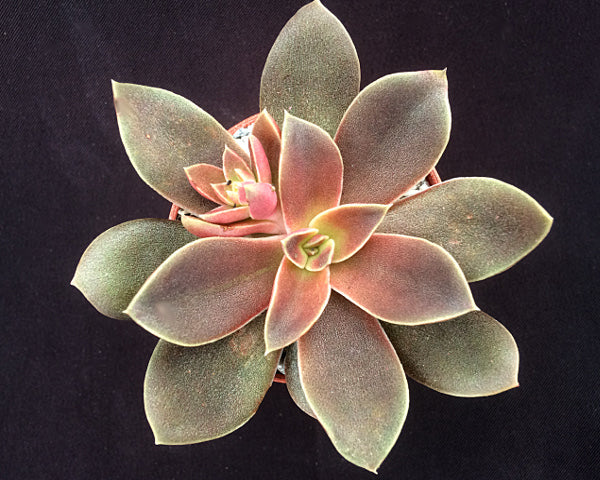 Echeveria carnicolor