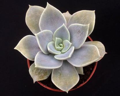 Echeveria carnicolor f. etricina