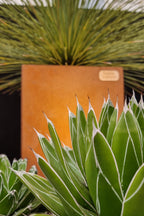 Agave victoriae-reginae