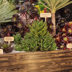 Fired Wooden Planter Kit