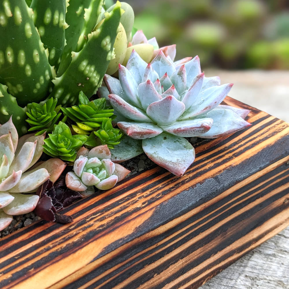 Fired Wooden Planter