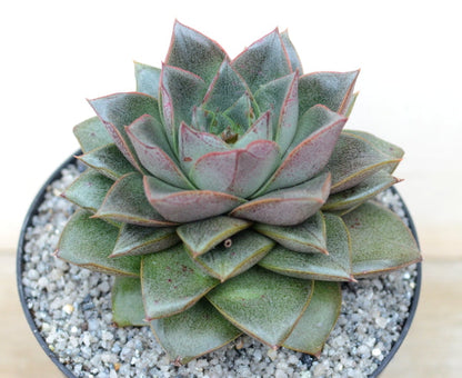 Echeveria chinensis