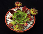 Sempervivum 'Chocolate Box'