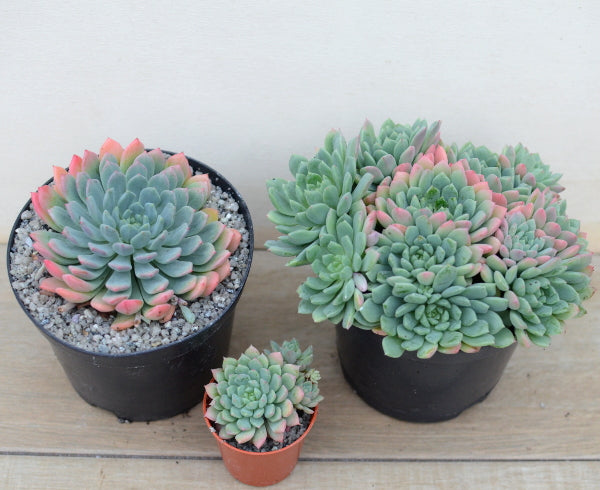 Echeveria 'Chrissy n Ryan'