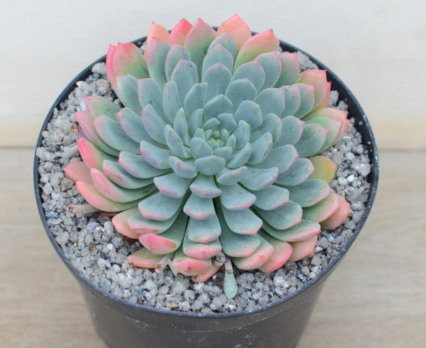 Echeveria 'Chrissy n Ryan'