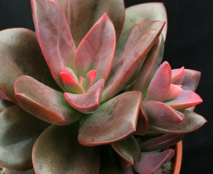 Echeveria 'Chroma'