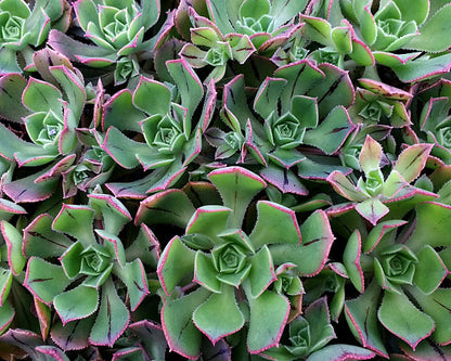 Aeonium ciliatum