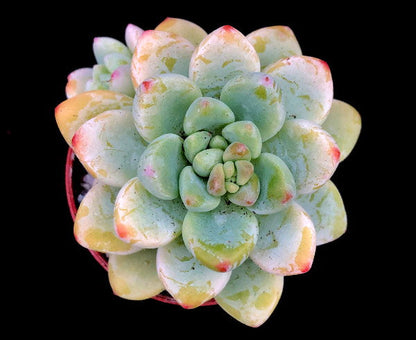 Sedum clavatum