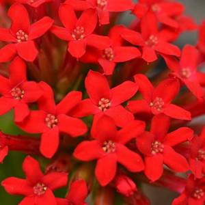 Crassula coccinea