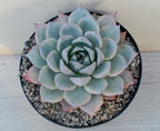 Echeveria colorata f. colorata