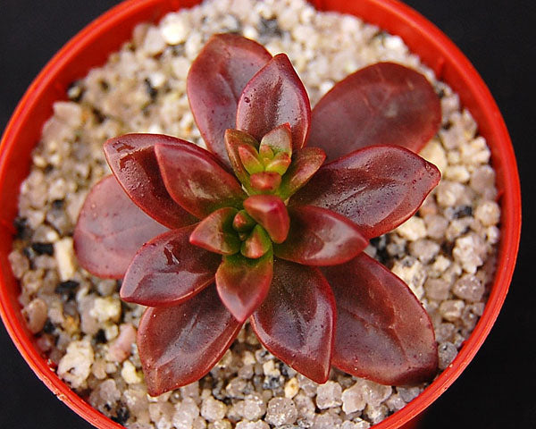 Echeveria compressicaulis