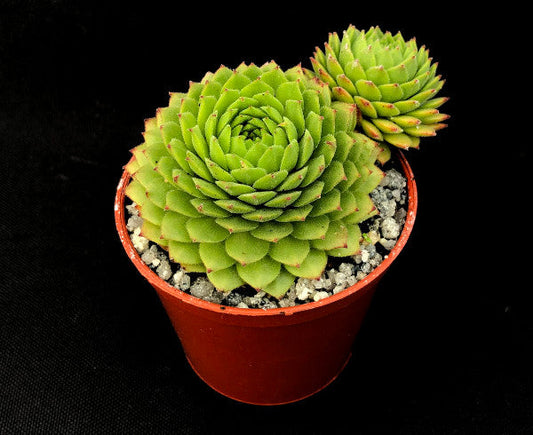 Sempervivum 'Con Lehane'