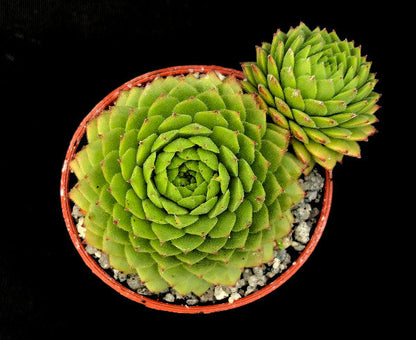 Sempervivum 'Con Lehane'