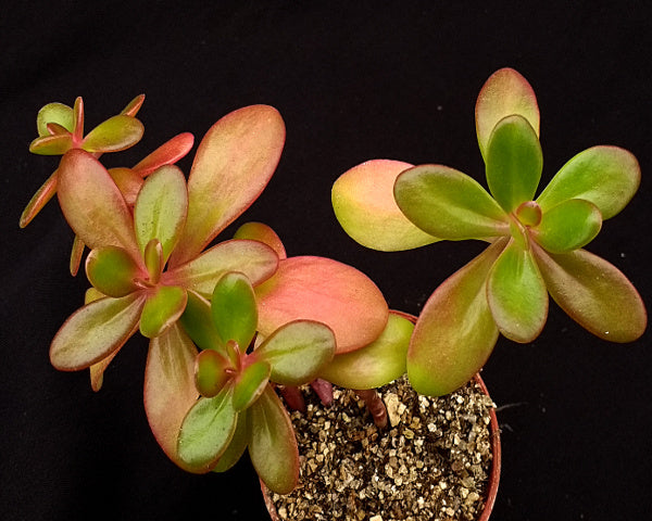 sedum confusum - succulent plant Sedum confusum – Surreal Succulents